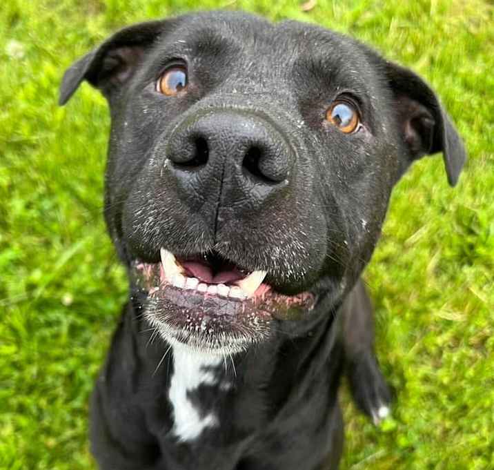 Photo of Shadow