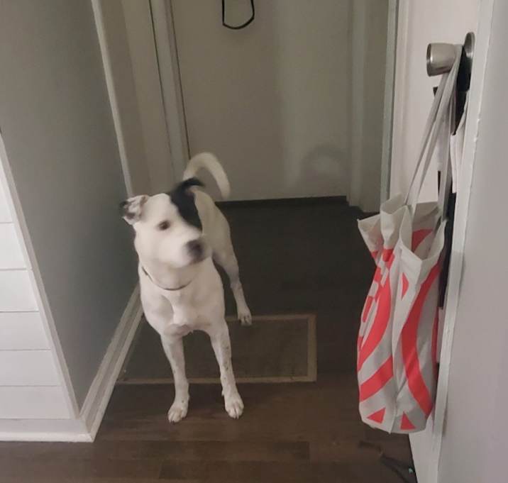 Photo of Petey