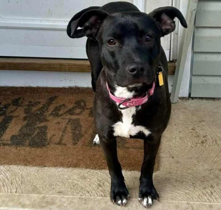 Photo of Brielle II (foster)