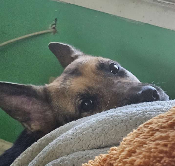 Photo of Zelda