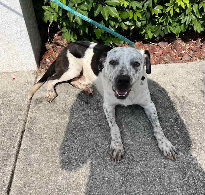 Photo of Harvey
