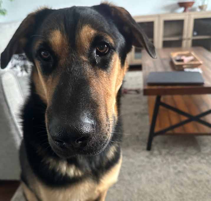 Photo of Duke