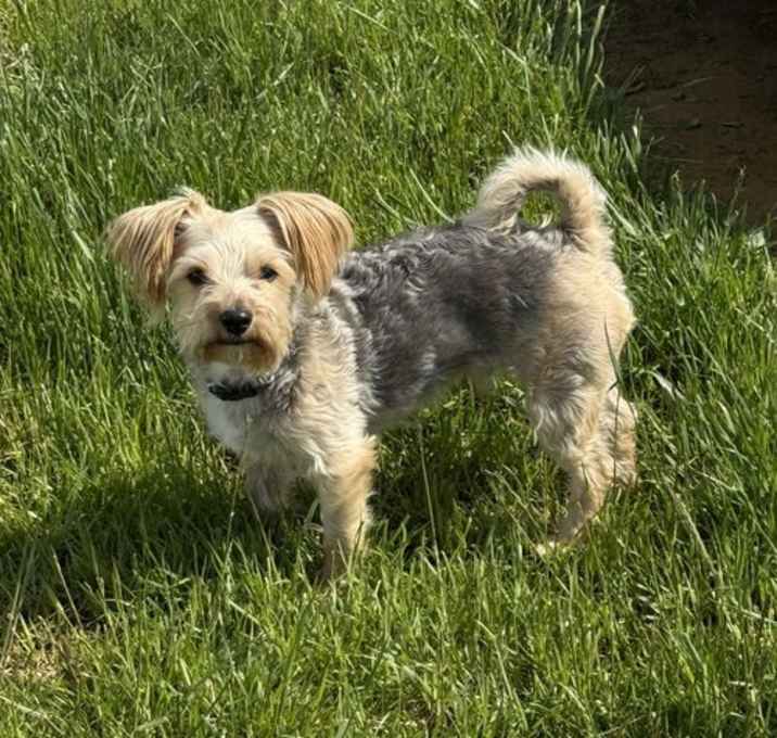 Photo of Toby