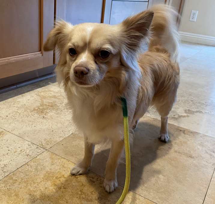 Photo of Milo