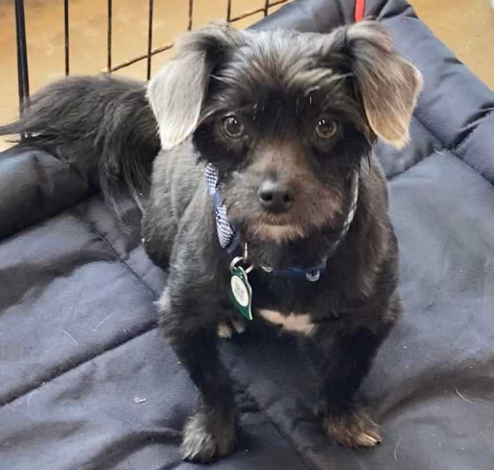 Photo of Tater Tot (Dallas)