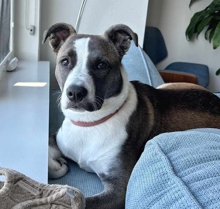 Photo of Koda