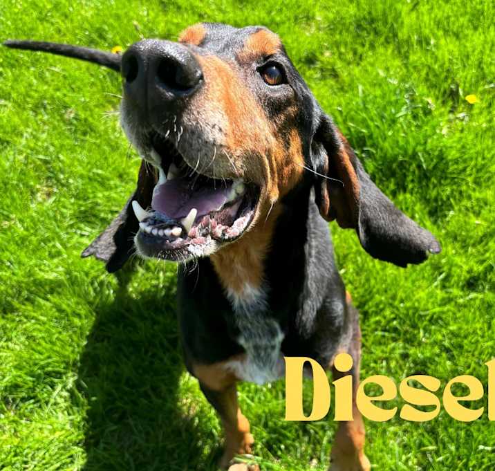 Photo of Diesel
