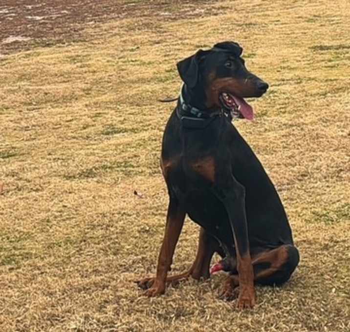 Photo of Phoenix