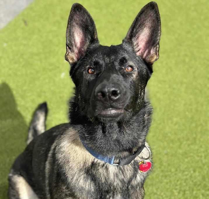 Photo of Zeus (FOSTERED IN MA)