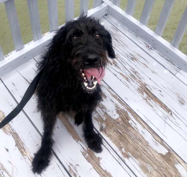 Photo of Finn