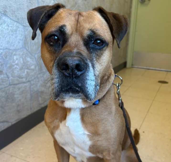 Photo of Bruiser