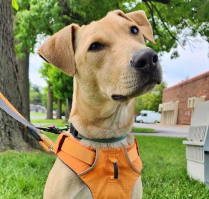 Photo of Milo