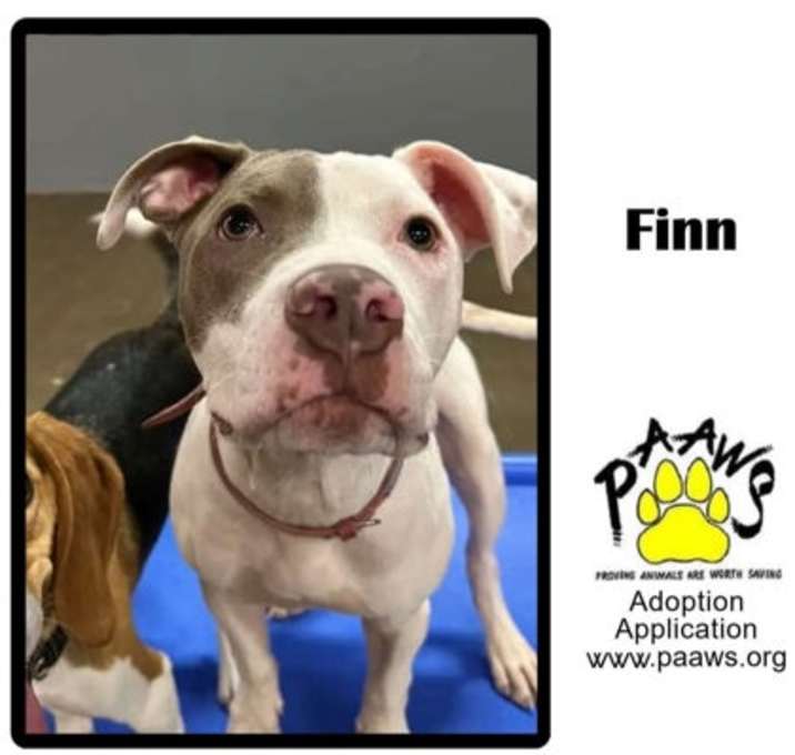 Photo of Finn