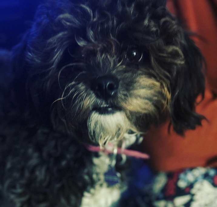 Photo of Leia