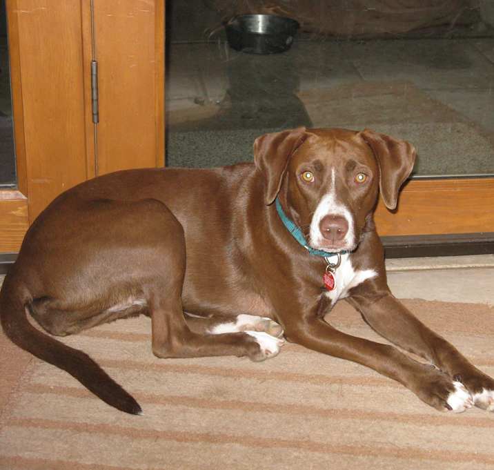 Photo of Chaco