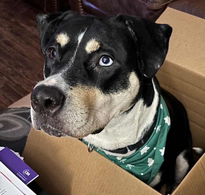 Photo of Trixie