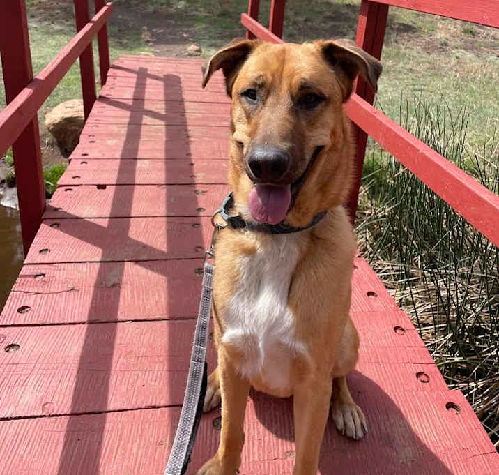 Photo of Chip - Loves People & Dogs