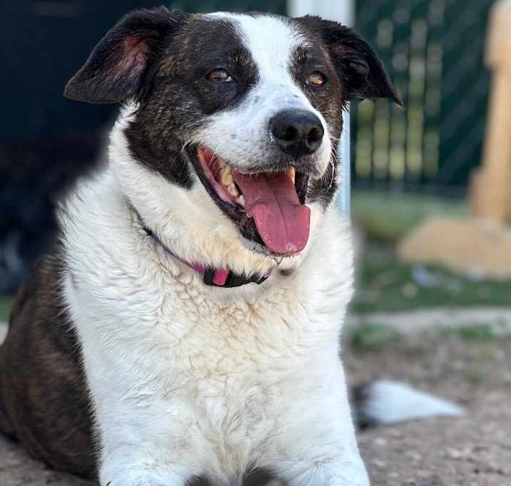 Photo of Sadie