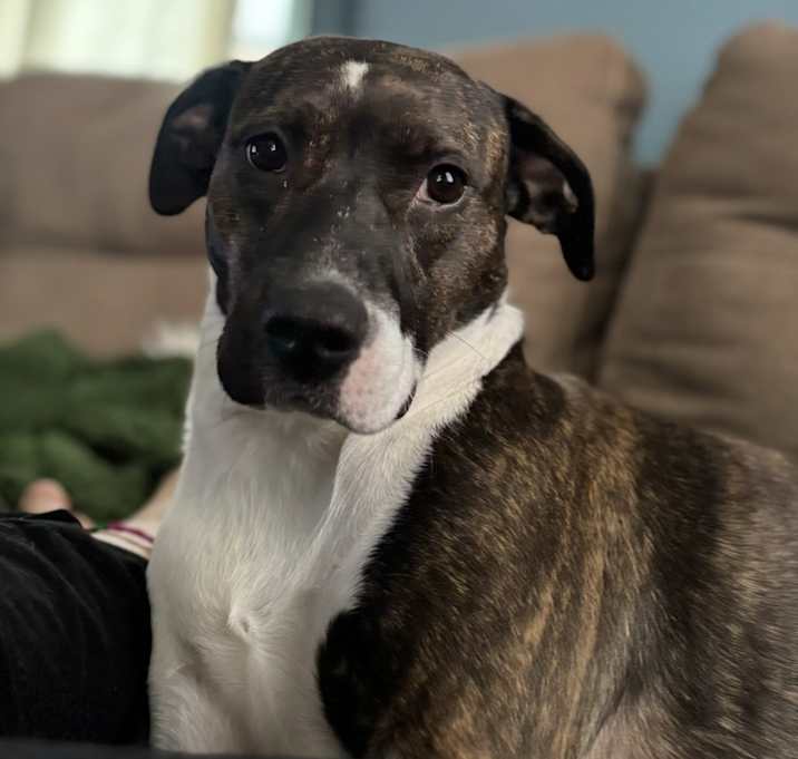 Photo of Willow