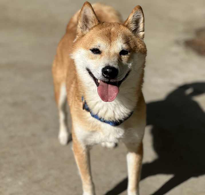Photo of Kobe