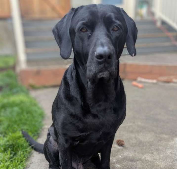 Photo of Harlow