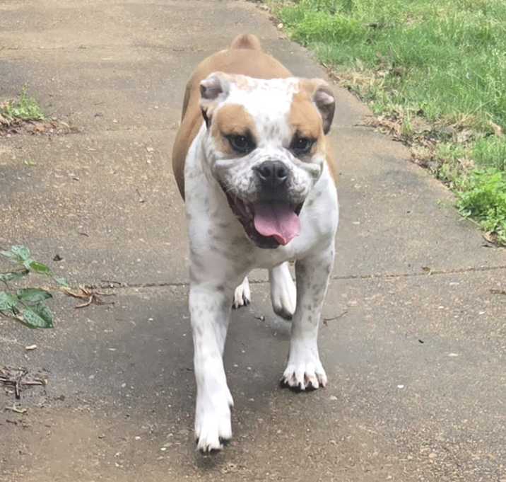 Photo of Baxter