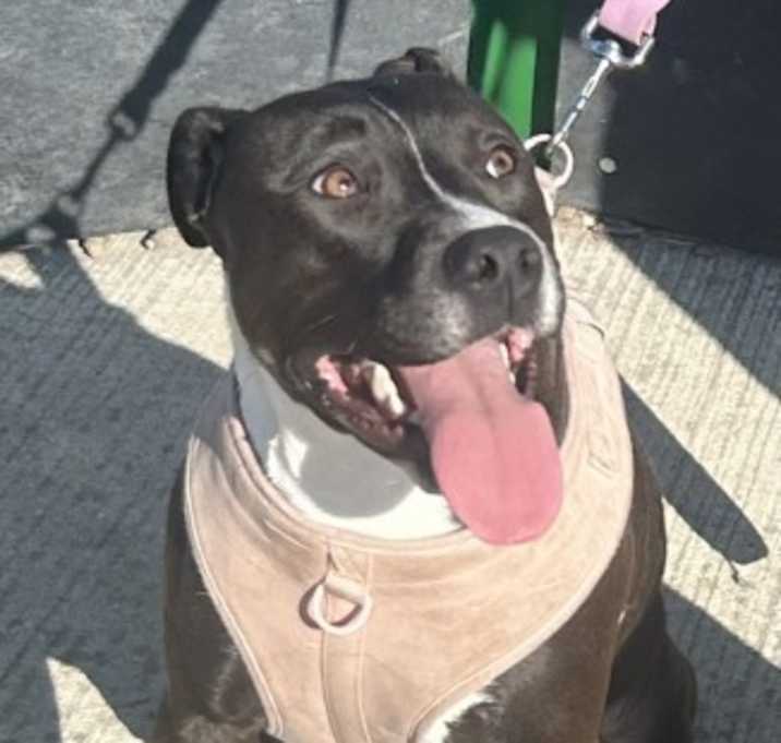 Photo of Juno