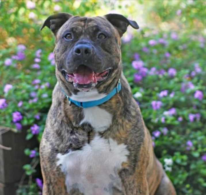 Photo of CHESTER