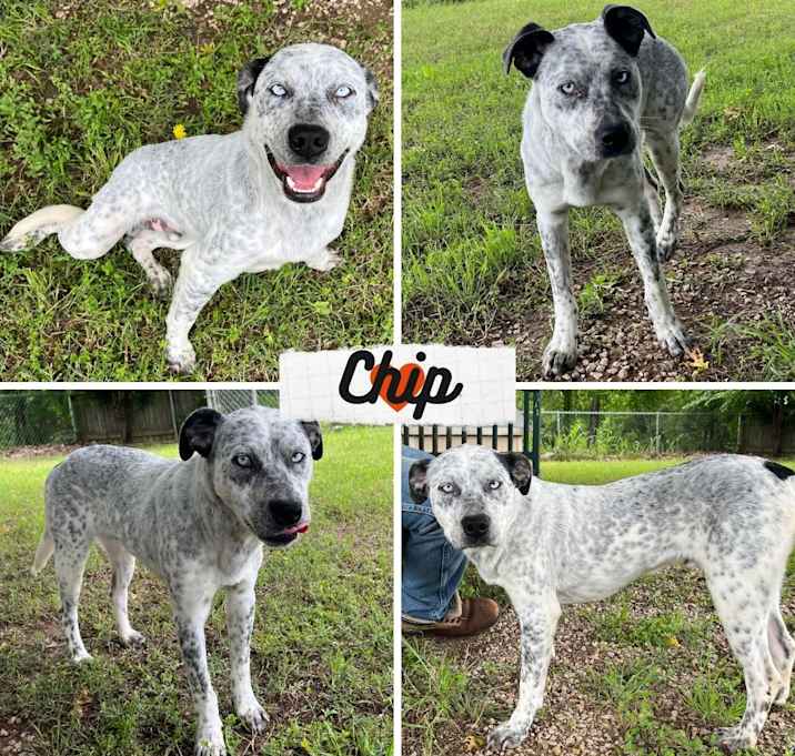 Photo of Chip