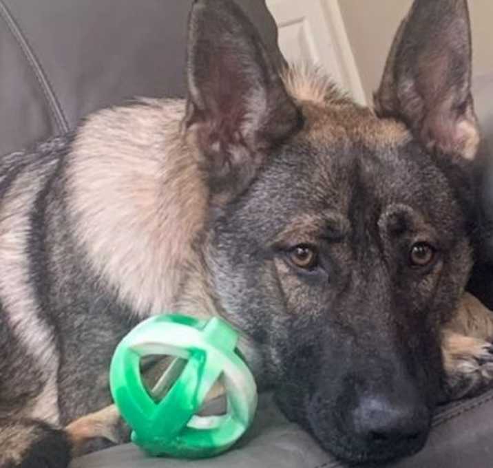Photo of Nala S