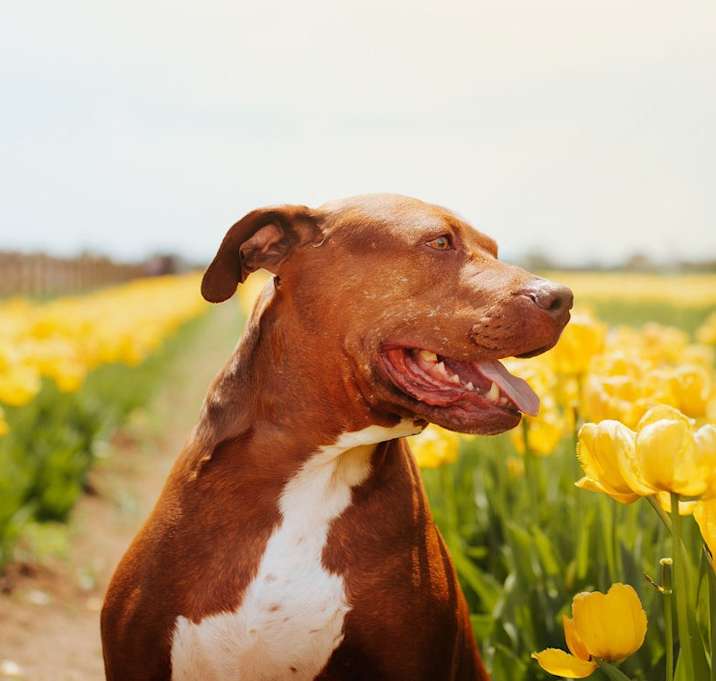 Photo of Honey