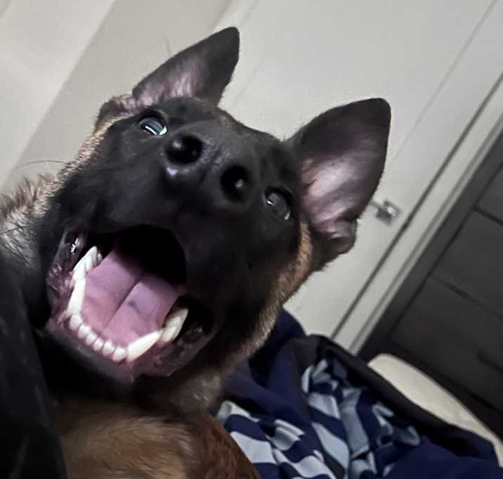 Photo of Romeo