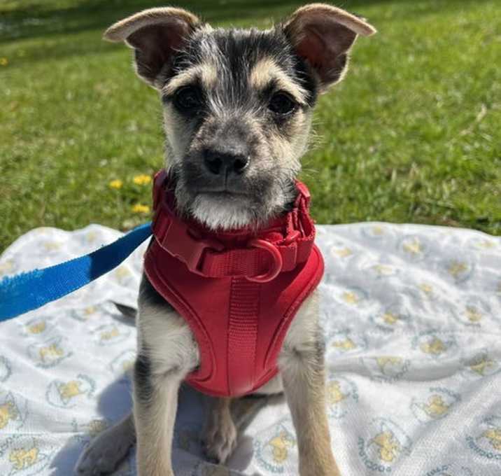 Photo of Skippy