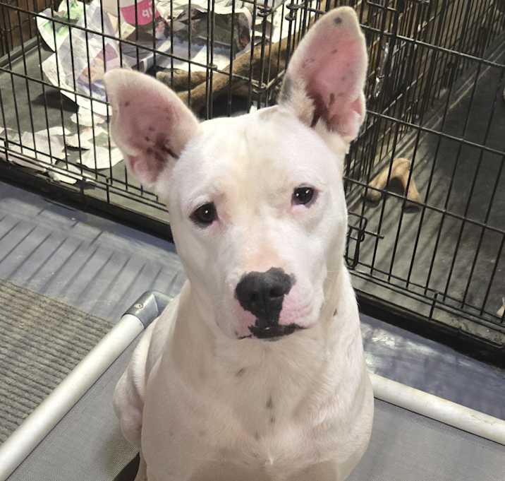 Photo of DOMINO