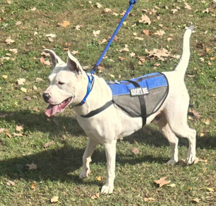 Photo of DOMINO