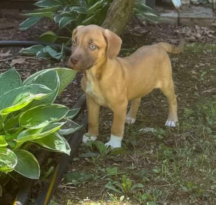 Photo of Lobelia