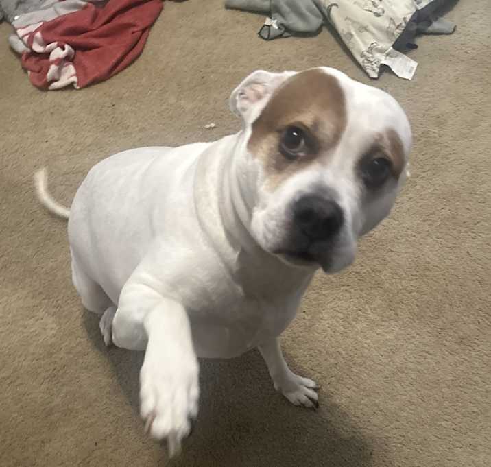 Photo of Ace
