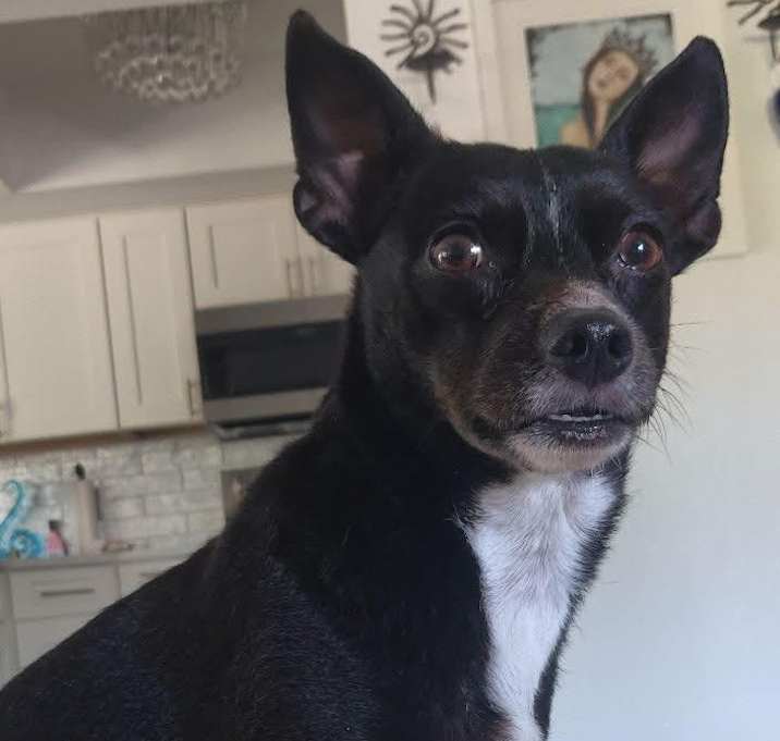 Photo of Rosie