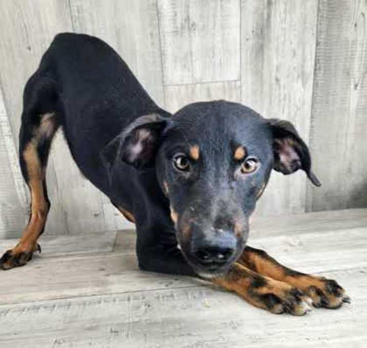 Photo of Rocco
