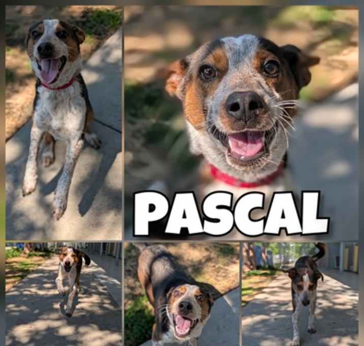 Photo of Pascal