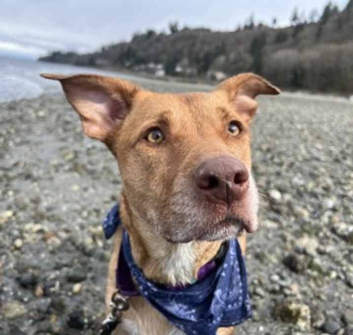 Photo of Daphne