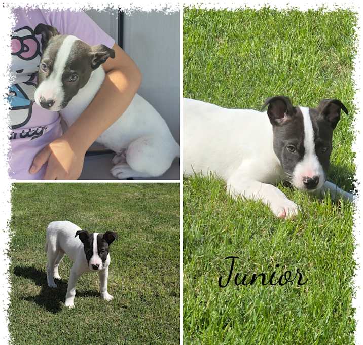 Photo of Junior