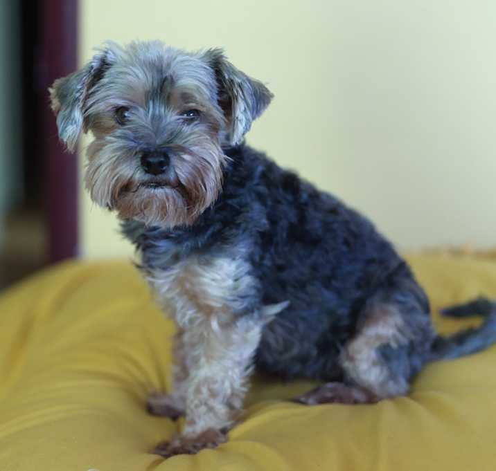 Photo of Chewie