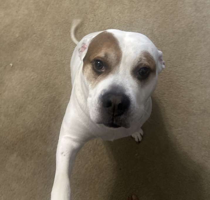 Photo of Ace