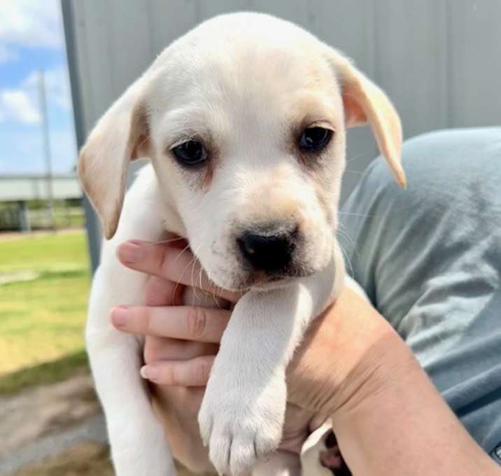 Photo of Vanna Adoption Pending