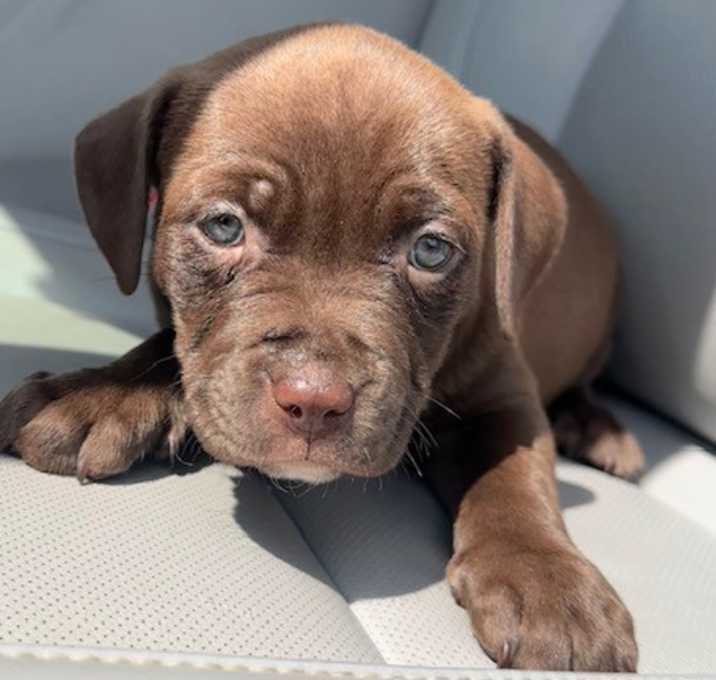 Photo of Arizona Adoption pending