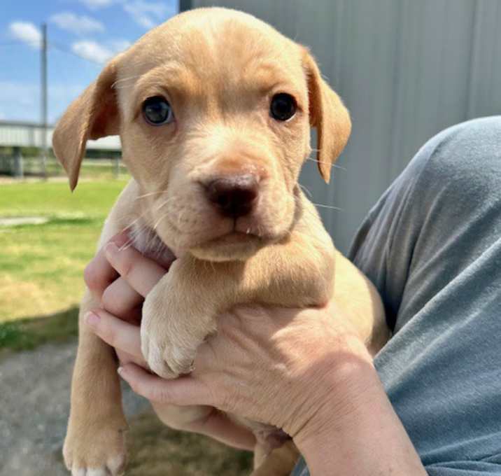 Photo of Dibbs Adoption Pending