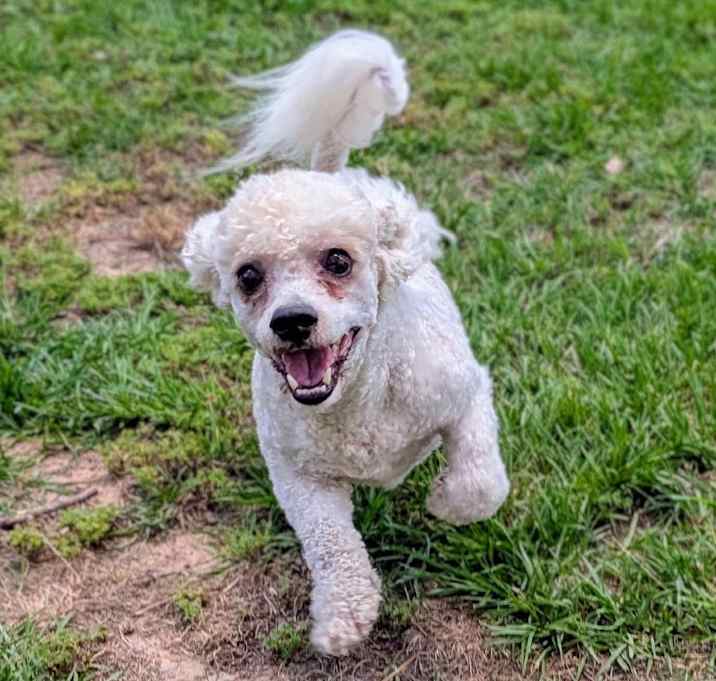 Photo of Buddy Joe