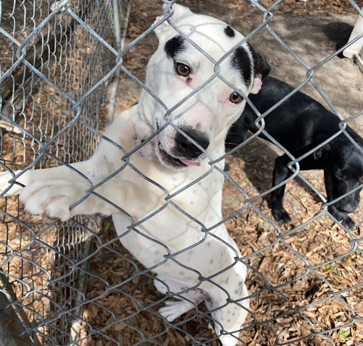 Photo of Dottie