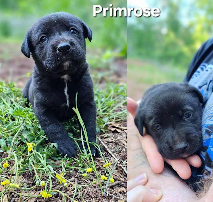 Photo of Primrose $195